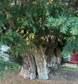 Et si la santé intégrative inspirait nos politiques publiques Arbre